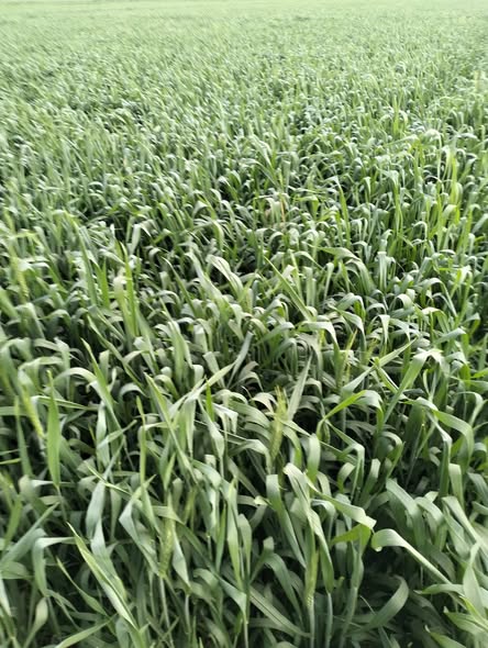 ينفع خلط كيليك باتسيوم مع كيليك كالسيوم